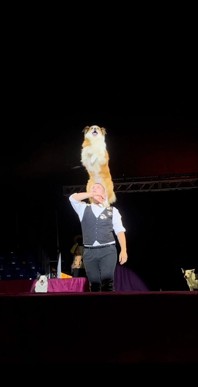 Цирк шапито София г.Владикавказ