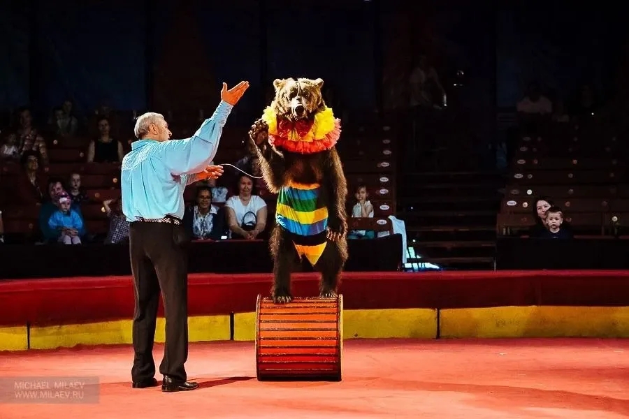 Цирк шапито София г.Владикавказ