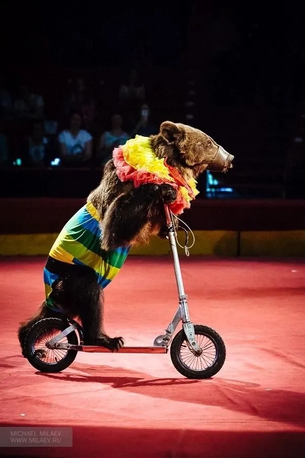 Цирк шапито София г.Владикавказ