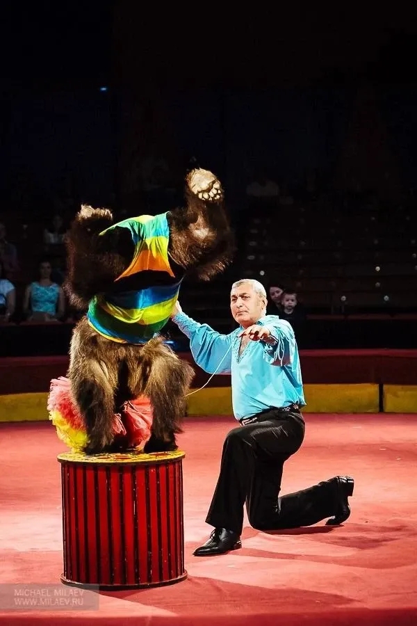 Цирк шапито София г.Владикавказ